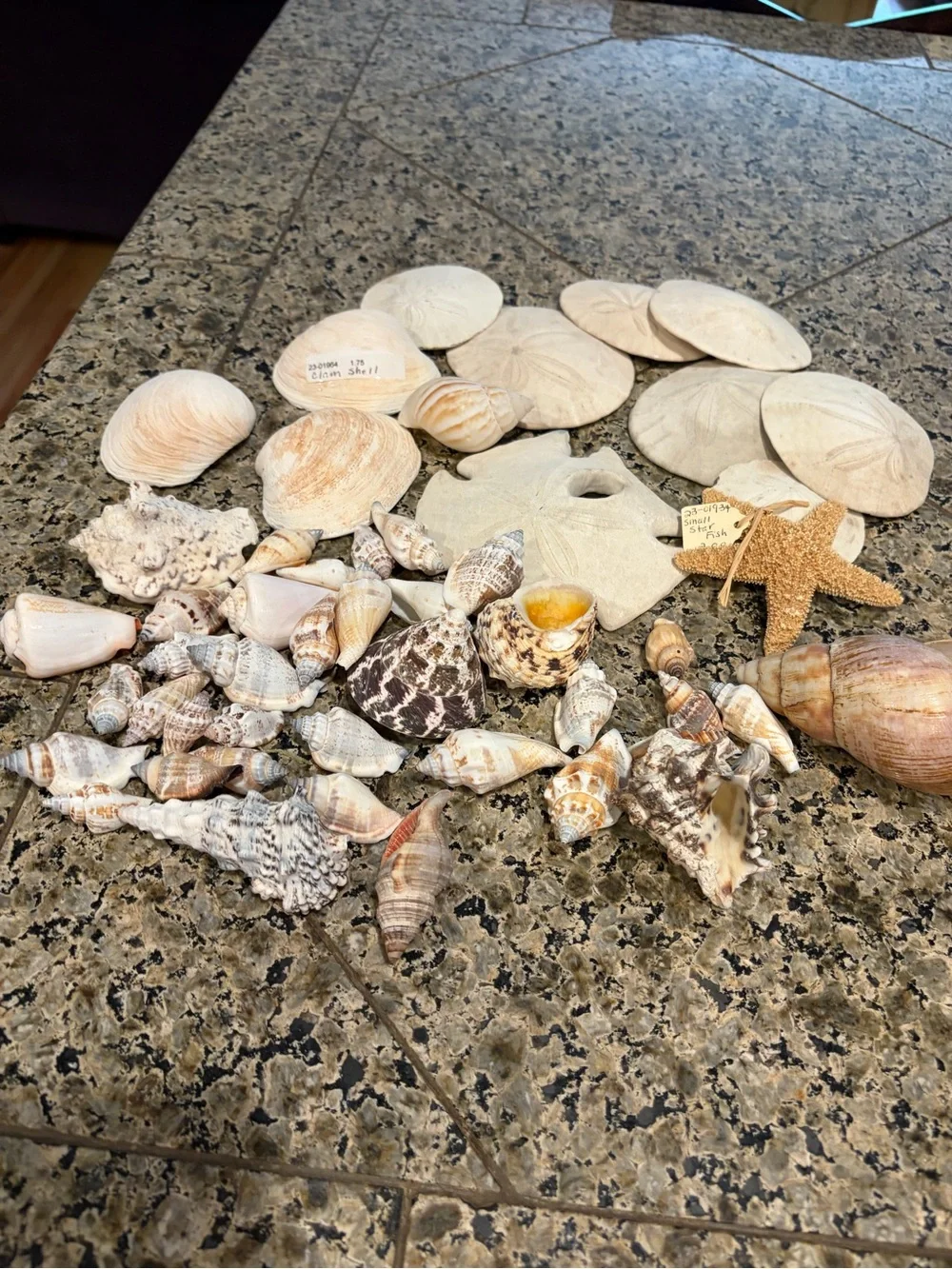 Natural Sea Shell Lot Starfish Sand Dollars Clam Shells Conch Shells